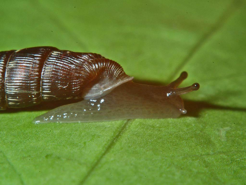 Clausilia bidentata crenulata sotto una corteccia